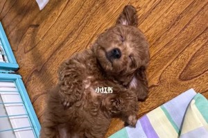 泰迪为什么喜欢仰着睡？（探索泰迪独特的睡姿之谜）