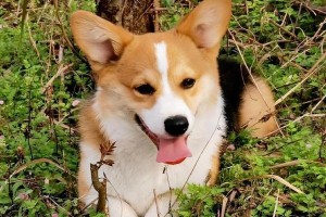 何种狗具备“旺家”气质？（挚爱家庭、忠诚可靠、守护幸福）