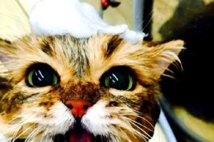 猫咪掉毛多的原因及解决方法（了解猫咪掉毛的真正原因，才能找到有效的解决方法）