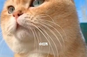 养猫咪易无味，从这些方面下手！（宠物猫咪的生活环境、饮食习惯、猫砂选择、日常清洁等要点）