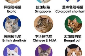 波米拉猫的饲养全指南（了解波米拉猫，让你的宠物生活更美好）