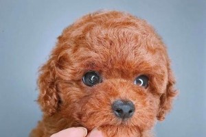 如何挑选纯种的泰迪？（从哪些方面可以判断出是不是纯种泰迪？）