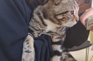 稀有的折耳猫花纹值钱的原因（了解折耳猫花纹品种及其市场价值）