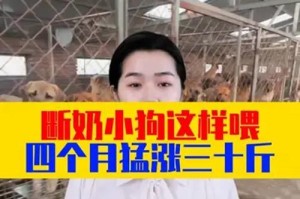 小狗断奶时间及注意事项（如何确定小狗断奶时间以及断奶后的喂养要点）