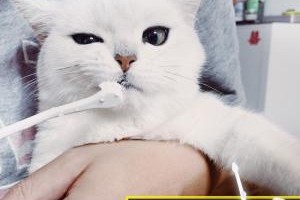 如何给猫咪做日常清洁？（猫咪清洁用品推荐，让你的爱宠更健康）