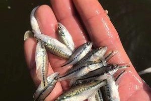 彩虹鲨的饲养方法（了解彩虹鲨的饲养需求，培养健康成长）