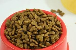 如何让三个月大的金毛快速成长（金毛三个月时的营养需求及合理饮食计划）