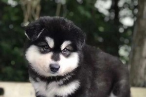 阿拉斯加犬的价格调查（了解市场行情及购买建议）