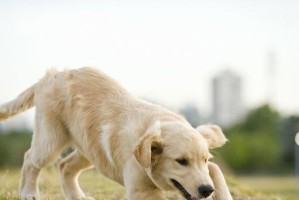 如何正确地为宠物狗狗进行日常锻炼（从步骤、频率、强度到安全，全方位呵护您家狗狗的健康）