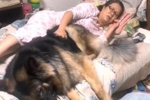 喂养小金买幼犬的6个注意事项（关注幼犬的健康与成长，铲屎官必读）