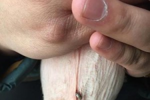 小狗脐带何时消失？（探究小狗脐带消失的时机及相关注意事项）