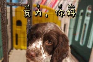 史宾格犬（为什么这么多人爱养史宾格犬？）