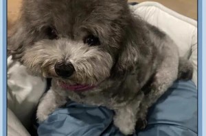 泰迪发抖的原因解析（探究泰迪犬发抖的原因及可能的解决方法）