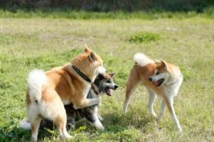 如何训练秋田犬成为忠诚的宠物（秋田犬训练技巧、培养忠诚性格的方法）