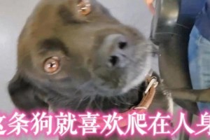 为什么狗狗喜欢粘人？（探究狗狗对人类的依赖及情感需求）