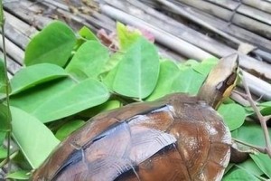 纳塔尔折背陆龟的饲养技巧（如何提供适宜的生活环境和饮食？）