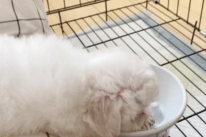 探讨比熊犬不好好吃饭的原因（为什么比熊犬对食物挑剔？）