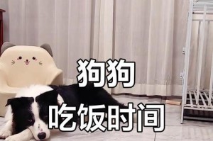 狗狗的饮食规律与健康（探究狗狗每多久应该吃一次煮鸡肉的最佳频率）