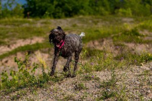 以刚毛指示格里芬犬的饲养方法（从宠物到朋友——打造完美的饲养体验）