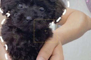 茶杯泰迪犬怀孕的注意事项（保证母犬健康及顺利分娩的关键要点）