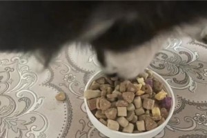 6个月后的狗应该吃什么狗粮？（为您解析成长中狗狗的营养需求与合适狗粮选择）