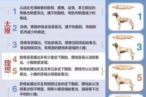 如何让幼犬喜欢睡在睡篮（从宠物的角度出发，打造一个舒适的睡篮）