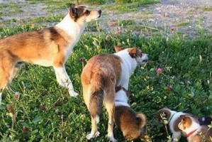 让你的秋田犬在固定地点解决生理需求（让你的秋田犬在固定地点解决生理需求）