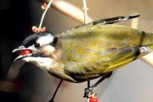 白头鹎的饲养技巧（从宠物白头鹎的营养、饲料、居住环境到训练，一网打尽！）