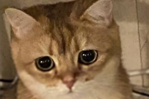小猫何时开始以幼猫粮为主食？（幼猫粮适合小猫的生长发育，但什么时候开始吃呢？）