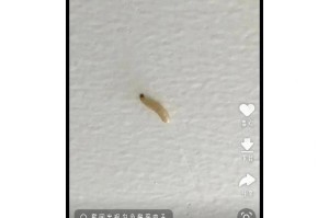 揭秘大便中的白色虫子是什么？（了解白色虫子的特征及其对健康的影响）