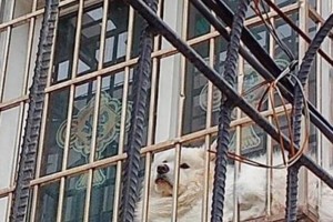 如何解决狗狗习惯不好的问题（掌握训练技巧，解决狗狗锁不住的难题）