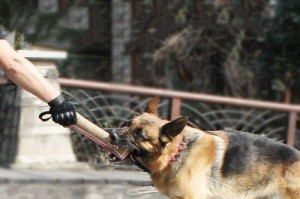 掌握正确的训犬方法，成为宠物狗的榜样（掌握正确的训犬方法，成为宠物狗的榜样）