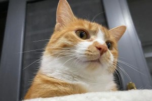 猫的食谱（探索猫咪的美食世界，让你的猫咪多样化饮食）