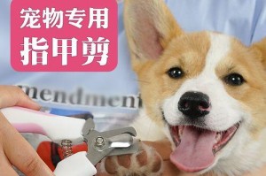 泰迪犬的指甲该如何剪？（宠物护理指南）