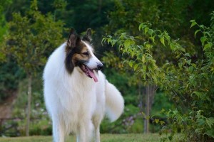 苏格兰牧羊犬（了解苏格兰牧羊犬的养护要点，让你成为一位出色的主人）