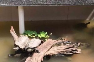 龟池消毒的最佳选择（选择合适的消毒剂，保障龟儿健康）