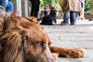 如何关注狗狗情绪，避免不适当体罚（以爱宠物为主，提高狗狗的幸福感）