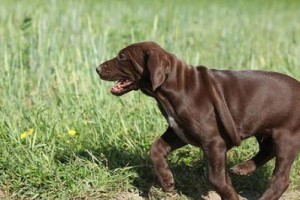 如何科学饲养德国刚毛指示犬（以宠物为主，让您的指示犬健康快乐成长）