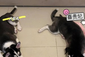 哈士奇与狼族的亲密关系（为什么如此相似？共同的祖先揭示了谜底）