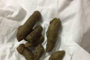 狗狗大便的样子与健康状况（了解狗狗大便的颜色、质地和频率如何判断健康状况）