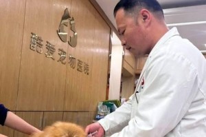 狗狗疫苗的价格和接种方法详解（了解狗狗疫苗价格和正确的接种方法，保护它们的健康）