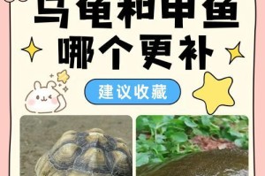 与龟共生活的奇妙伴侣（让生活更有趣味的动物朋友）