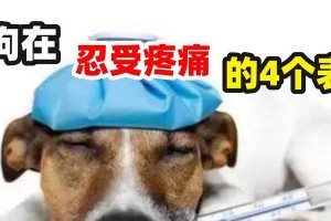 怎样判断狗狗是否感到寒冷？（掌握这些方法，让你的爱犬远离寒冷）