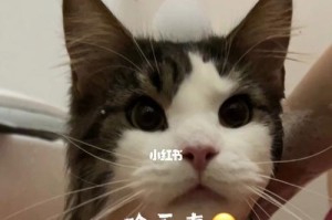 猫咪洗澡全攻略（猫咪多大可以洗澡？）