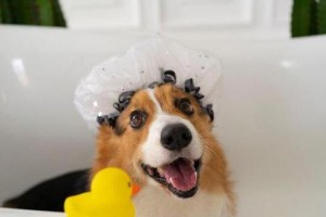 狗狗洗澡，选用何种水最合适？（狗狗洗澡需要注意的水质问题，以及选择正确水源的关键）