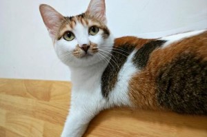 桂林花鸟市场的猫品种丰富多样（探索桂林花鸟市场上的各类猫咪）