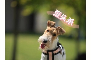 打造忠诚可爱的小猎犬（打造忠诚可爱的小猎犬）