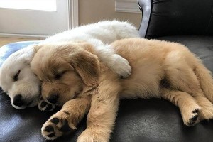 拉布拉多犬与金毛的区别（从外貌、性格、训练能力和护理需求等方面逐一比较）