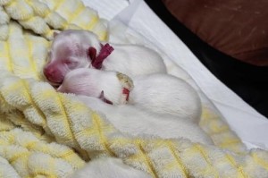 日本尖嘴犬的饲养方法（养狗初学者必看，打造健康快乐的犬类伴侣）