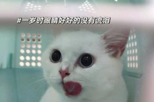 猫咪流泪的原因及解决方法（探寻猫咪流泪的真相，为你的爱宠提供最佳关爱）